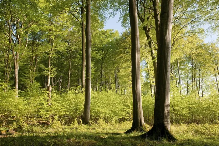 Framed Print : Beech forest, European Beeches or Common Beeches (Fagus sylvatica) Framed Print : Beech forest, European Beeches or Common Beeches (Fagus sylvatica)