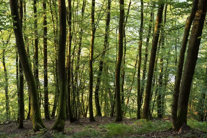 Framed Print : Beech forest in the evening light