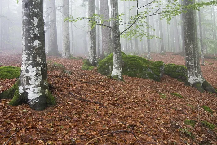 Framed Print : Beech forest (Fagus), Bavarian Forest National Park