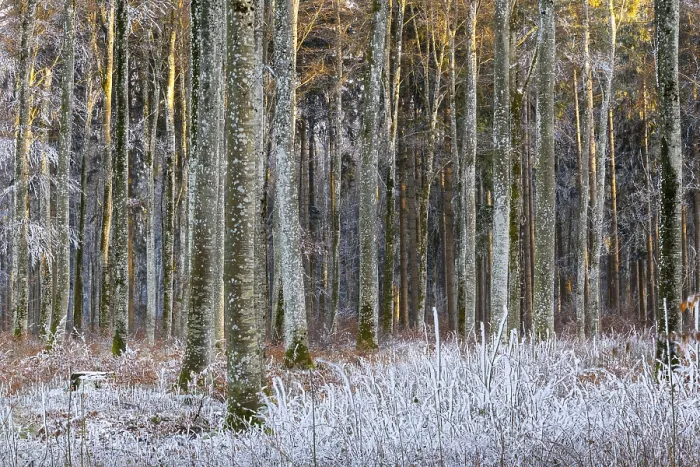 Framed Print : Beech forest (Fagus), beech family (Fagaceae)