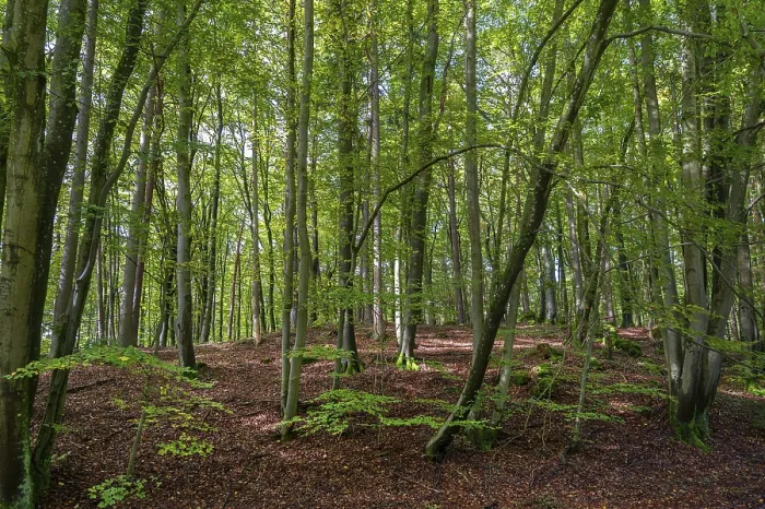 Framed Print : Beech forest (Fagus), Franconia Framed Print : Beech forest (Fagus), Franconia