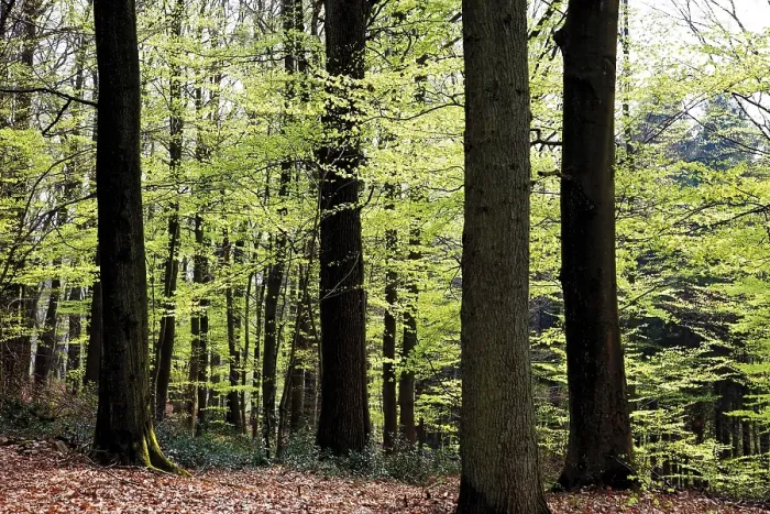 Framed Print : Beech forest (Fagus), new foliage, spring