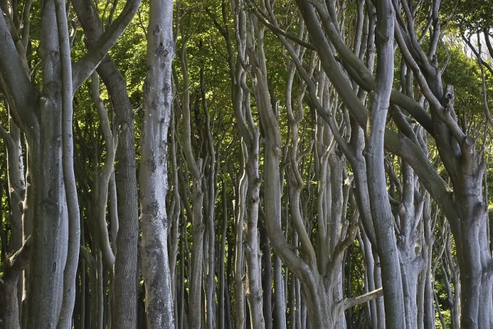 Framed Print : Beech forest (Fagus sylvatica) Framed Print : Beech forest (Fagus sylvatica)