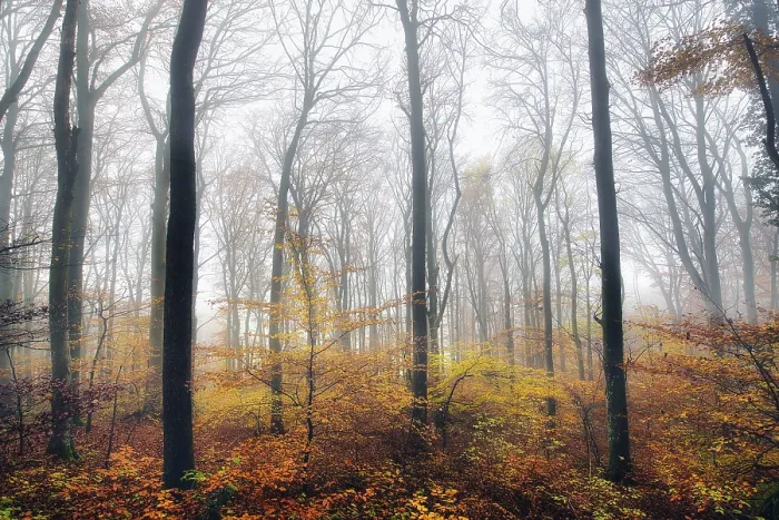 Framed Print : Beech forest (Fagus sylvatica) in autumn in the fog