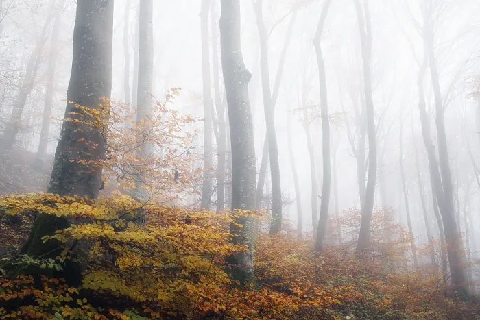 Framed Print : Beech forest (Fagus sylvatica) in autumn in the fog Framed Print : Beech forest (Fagus sylvatica) in autumn in the fog