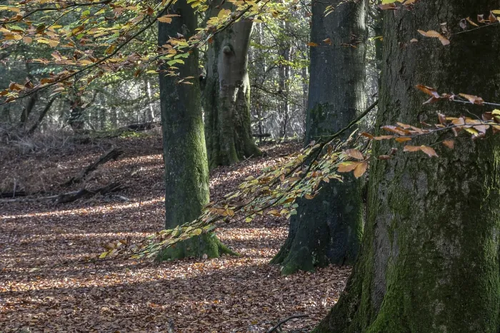 Framed Print : Beech forest (Fagus sylvatica) in autumn foliage Framed Print : Beech forest (Fagus sylvatica) in autumn foliage