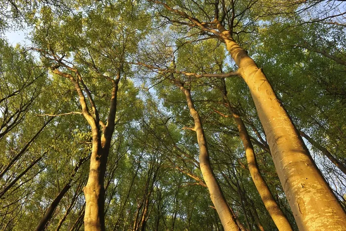 Framed Print : Beech forest (Fagus sylvatica) in the early morning light