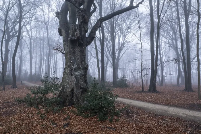 Framed Print : Beech forest (Fagus sylvatica) in the fog