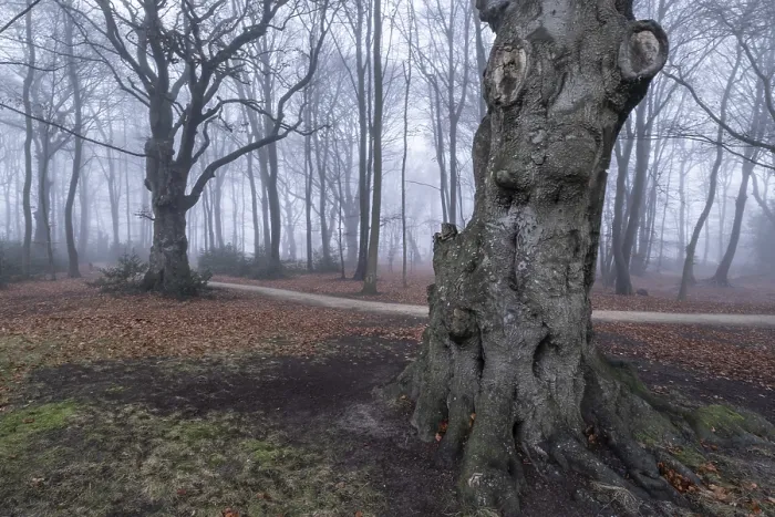 Framed Print : Beech forest (Fagus sylvatica) in the fog