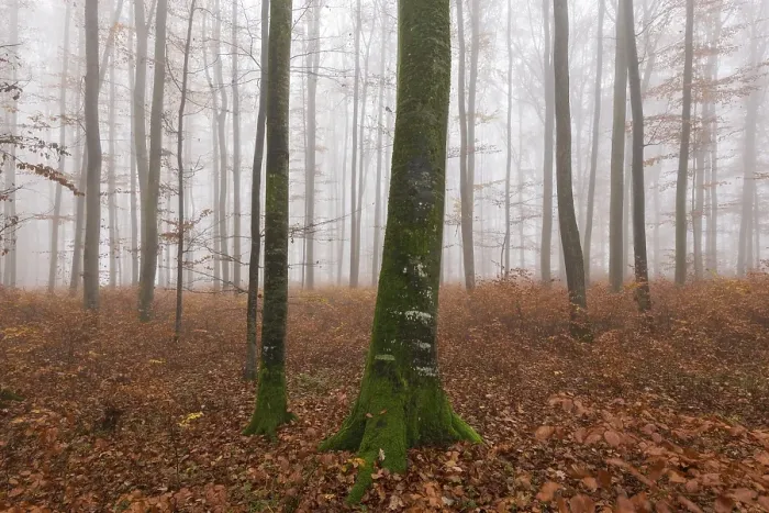 Framed Print : Beech forest (Fagus sylvatica) in late autumn near fog Framed Print : Beech forest (Fagus sylvatica) in late autumn near fog