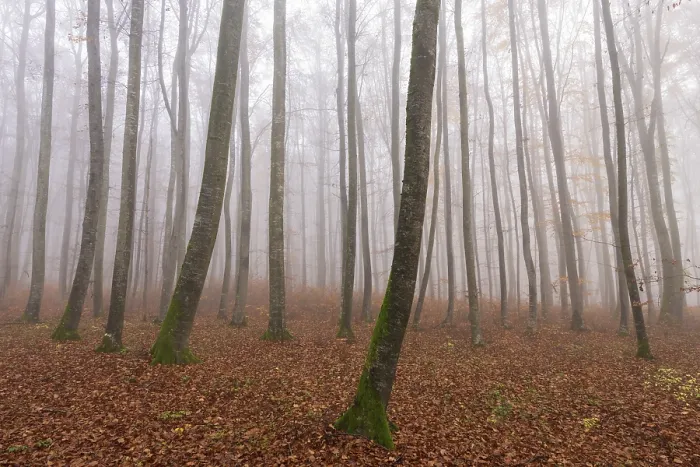 Framed Print : Beech forest (Fagus sylvatica) in late autumn near fog Framed Print : Beech forest (Fagus sylvatica) in late autumn near fog