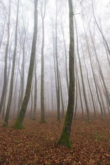 Framed Print : Beech forest (Fagus sylvatica) in late autumn near fog