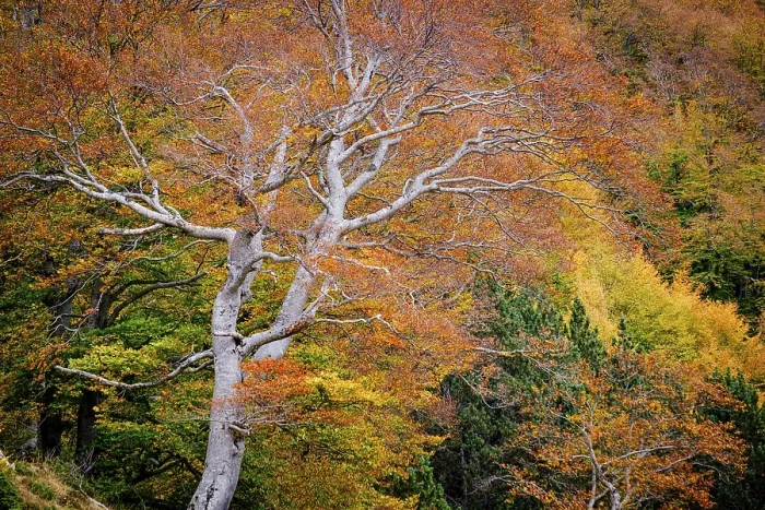 Framed Print : Beech forest, Fagus sylvatica, Molieres valley