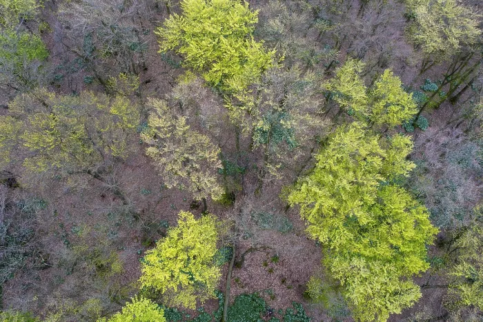 Framed Print : Beech forest (Fagus sylvatica) in the Teutoburg Forest under soft light