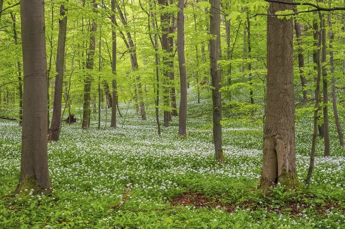 Framed Print : Beech forest with flowering Ramsons (Allium ursinum)
