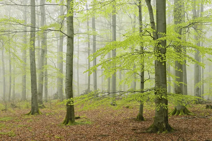 Framed Print : Beech forest with fog in early spring