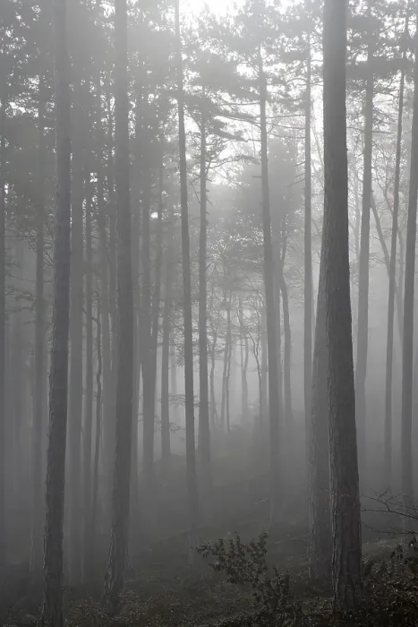 Framed Print : Beech forest and fog Lower Austria