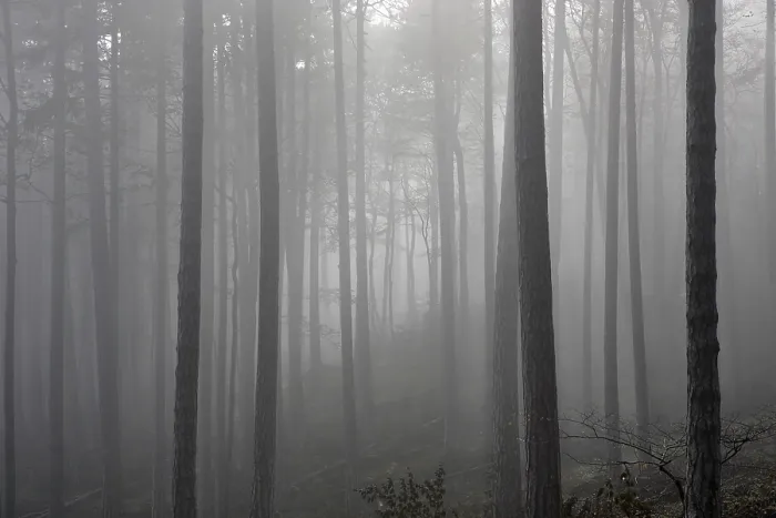 Framed Print : Beech forest and fog Lower Austria Framed Print : Beech forest and fog Lower Austria