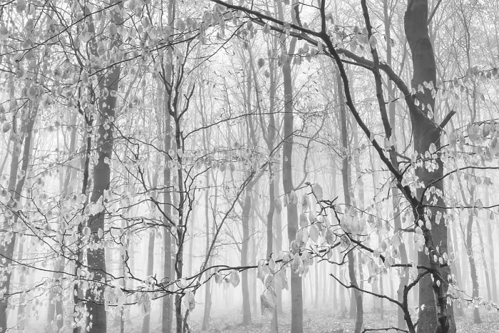 Framed Print : Beech forest in the fog, Ore Mountains Framed Print : Beech forest in the fog, Ore Mountains