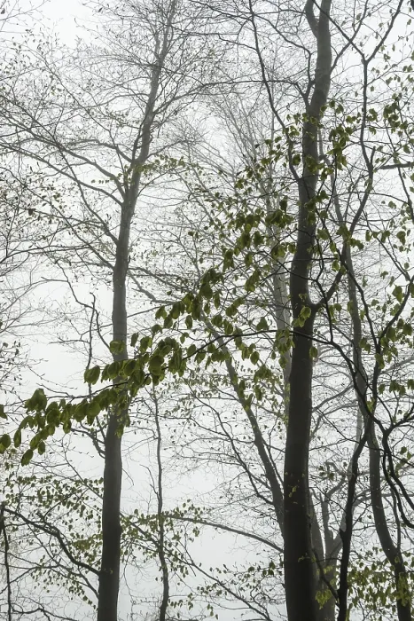 Framed Print : Beech forest in the fog, Ore Mountains