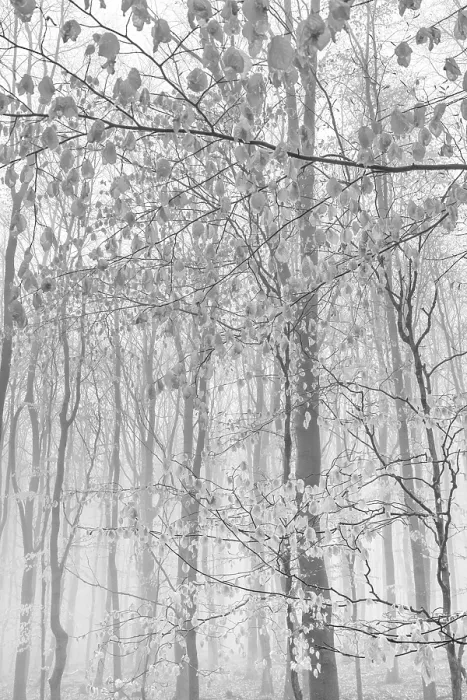 Framed Print : Beech forest in the fog, Ore Mountains