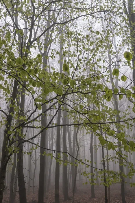 Framed Print : Beech forest in the fog, Ore Mountains