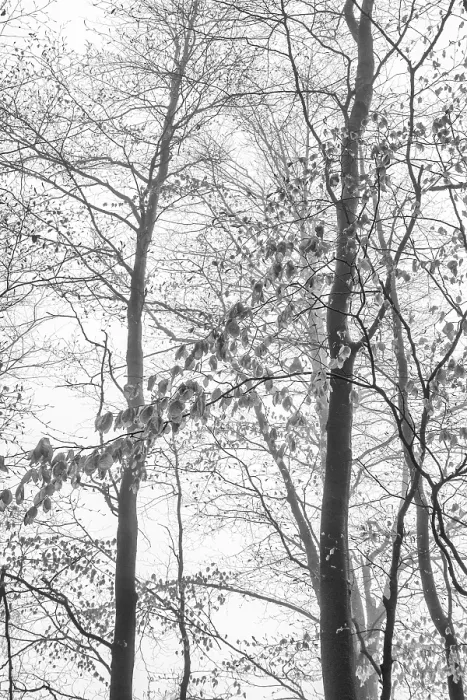 Framed Print : Beech forest in the fog, Ore Mountains