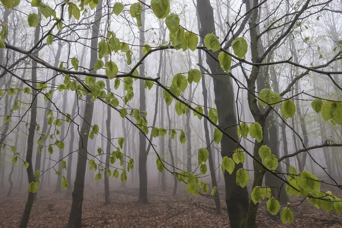 Framed Print : Beech forest in the fog, Ore Mountains