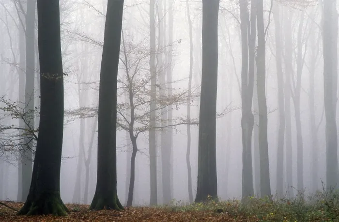 Framed Print : Beech forest in fog, Rendsburg Eckernfoerde district Framed Print : Beech forest in fog, Rendsburg Eckernfoerde district