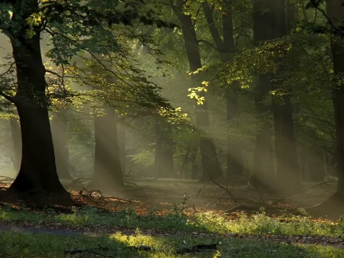 Framed Print : Beech forest with fog and warm sunshine in autumn