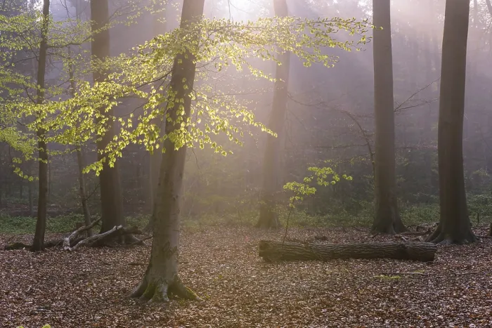 Framed Print : Beech forest, Fuchteler Wald Framed Print : Beech forest, Fuchteler Wald