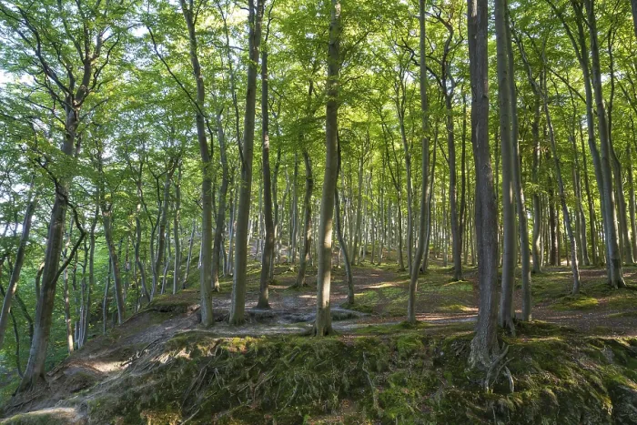 Framed Print : Beech Forest, Granitz Nature Reserve