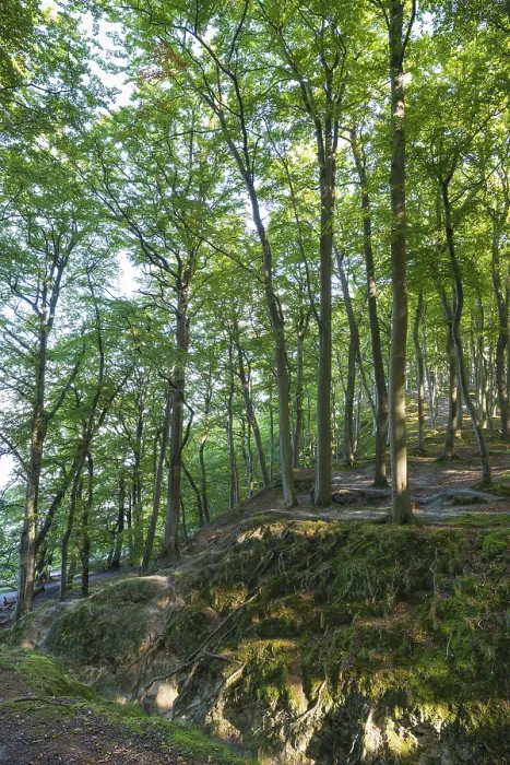 Framed Print : Beech Forest, Granitz Nature Reserve