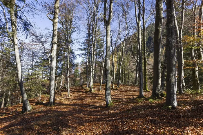 Framed Print : Beech forest on the hiking trail to Schwarzer Berg