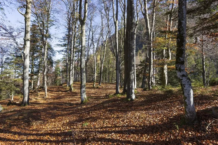 Framed Print : Beech forest on the hiking trail to Schwarzer Berg Framed Print : Beech forest on the hiking trail to Schwarzer Berg