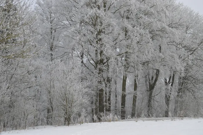 Framed Print : Beech forest with hoarfrost