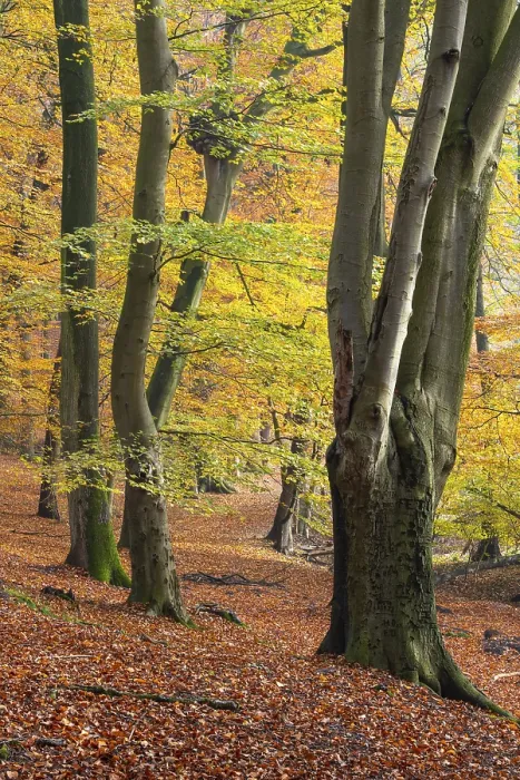 Framed Print : Beech forest on the Hohe Ufer on the Hunte near Doetlingen Framed Print : Beech forest on the Hohe Ufer on the Hunte near Doetlingen