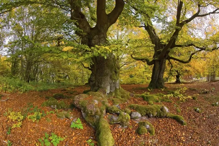 Framed Print : Beech forest, Hutewald Halloh, Hesse Framed Print : Beech forest, Hutewald Halloh, Hesse