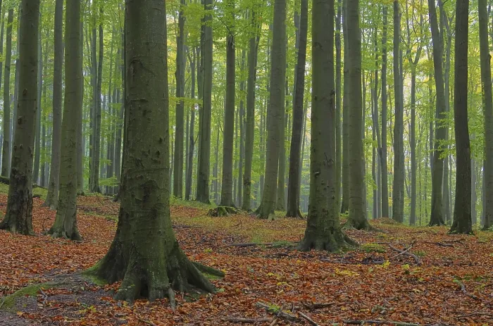 Framed Print : Beech forest im fog, beech forest in fog 01