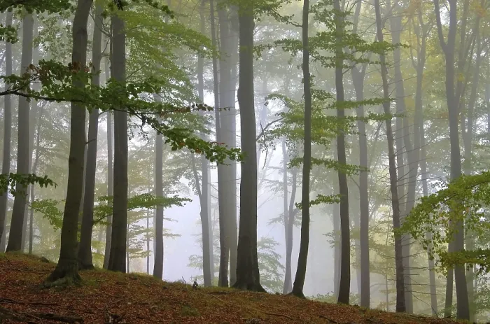 Framed Print : Beech forest im fog, beech forest in fog 11
