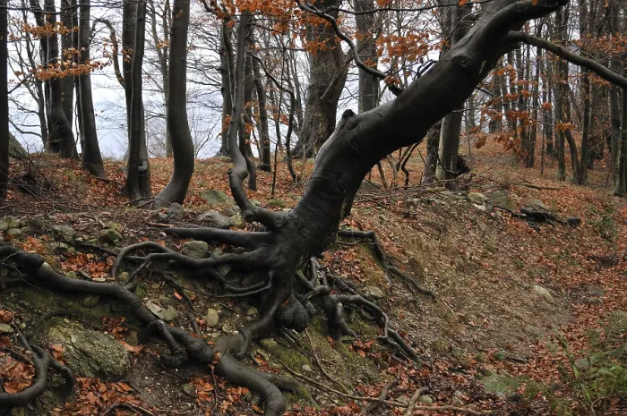 Framed Print : Beech forest, italy Framed Print : Beech forest, italy