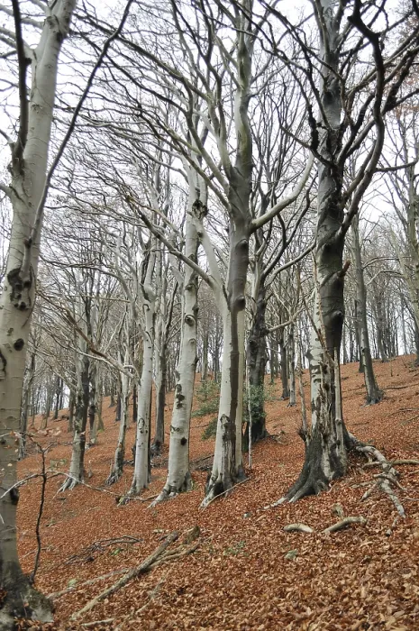 Framed Print : Beech forest, italy