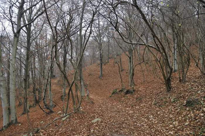 Framed Print : Beech forest, italy