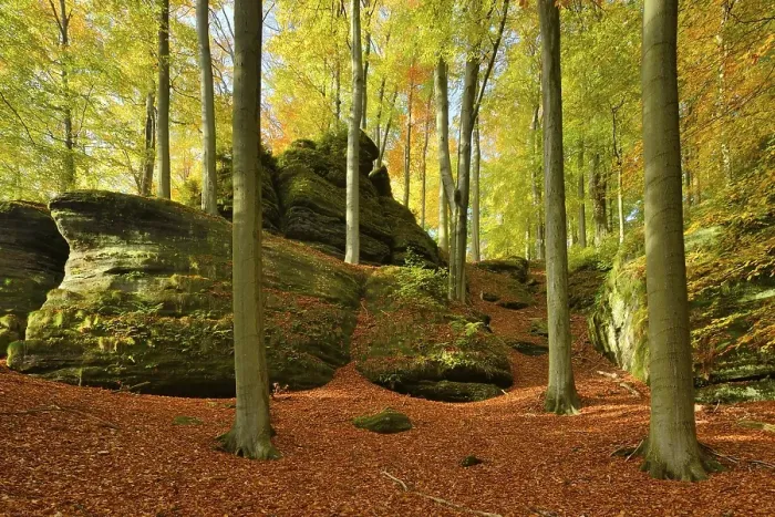 Framed Print : Beech forest with large rocks in autumn Framed Print : Beech forest with large rocks in autumn