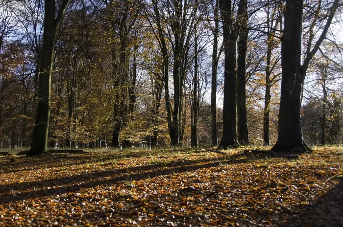 Framed Print : Beech forest in late autumn with sunlight and yelllow leaves