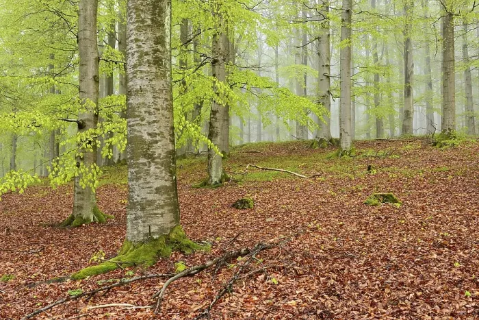 Framed Print : Beech forest with mist in early spring