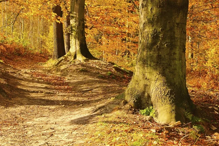 Framed Print : Beech forest mit Weg, beech forest with trail 10 Framed Print : Beech forest mit Weg, beech forest with trail 10