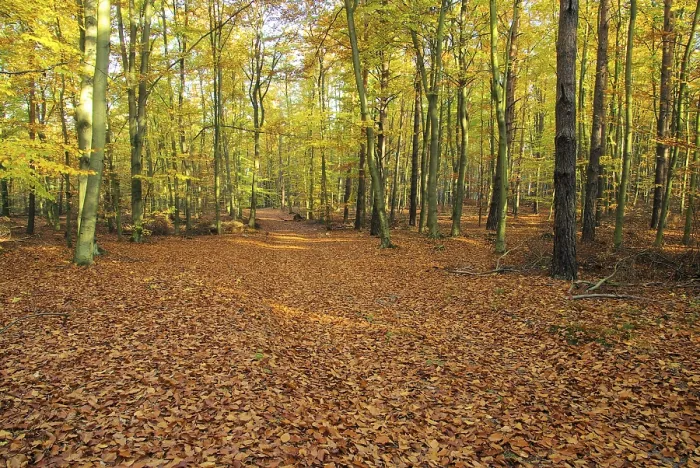 Framed Print : Beech forest mit Weg, beech forest with trail