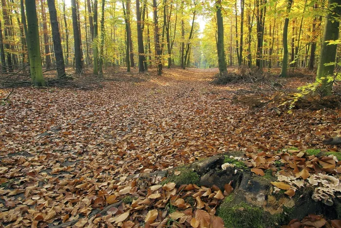 Framed Print : Beech forest mit Weg, beech forest with trail Framed Print : Beech forest mit Weg, beech forest with trail