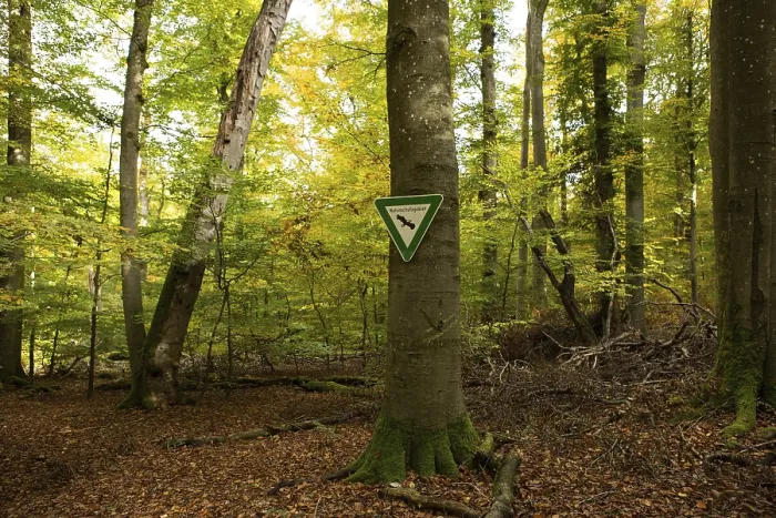 Framed Print : Beech forest, nature reserve, Ludwigshain
